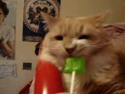 Kitty Noms A Lollipop! - The Animal Rescue Site News