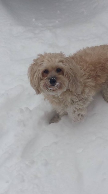 Snow dog courtesy of Annlynn Casapulla Scalia‎