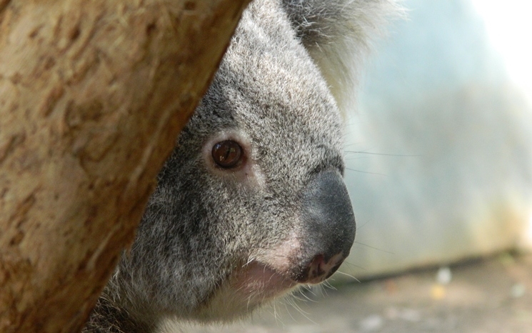 Koala-Joanna_cFriendsoftheKoala