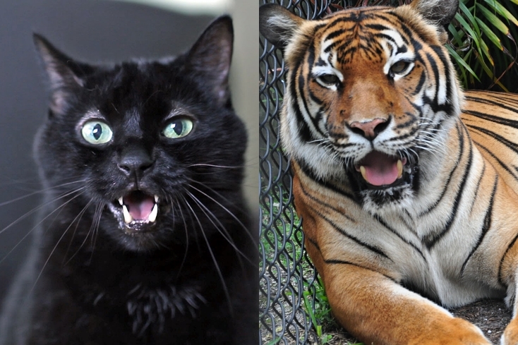 What are the Similarities Between Tiger and Cat?