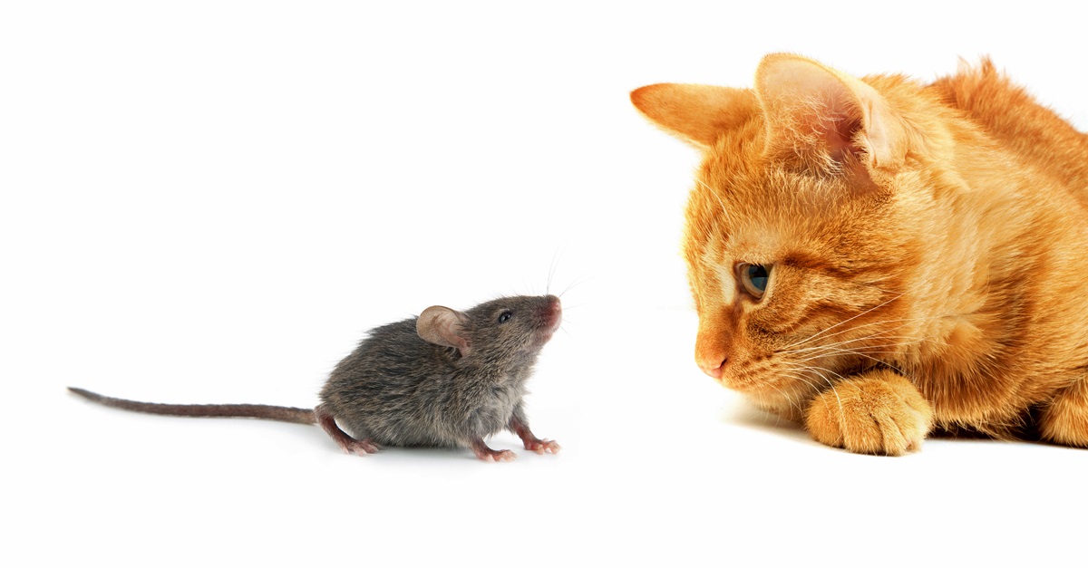 Cat_cat and mouse-shutterstock_67821529