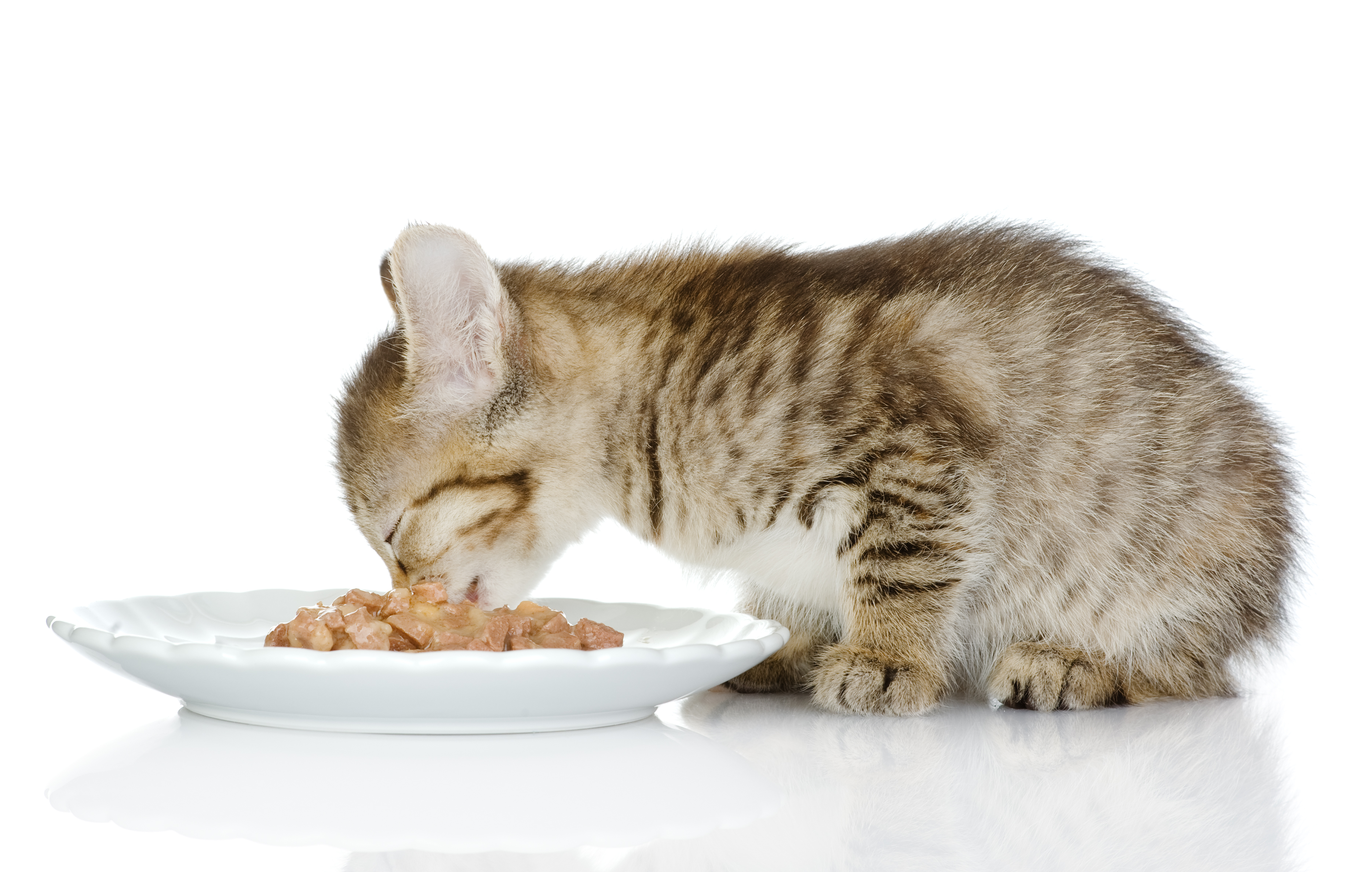 Без кашке. Кошка кушает. Котенок ест. Миска для кота. Кошачья еда.