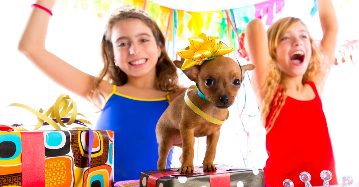 Dog puppy party shutterstock 251509867