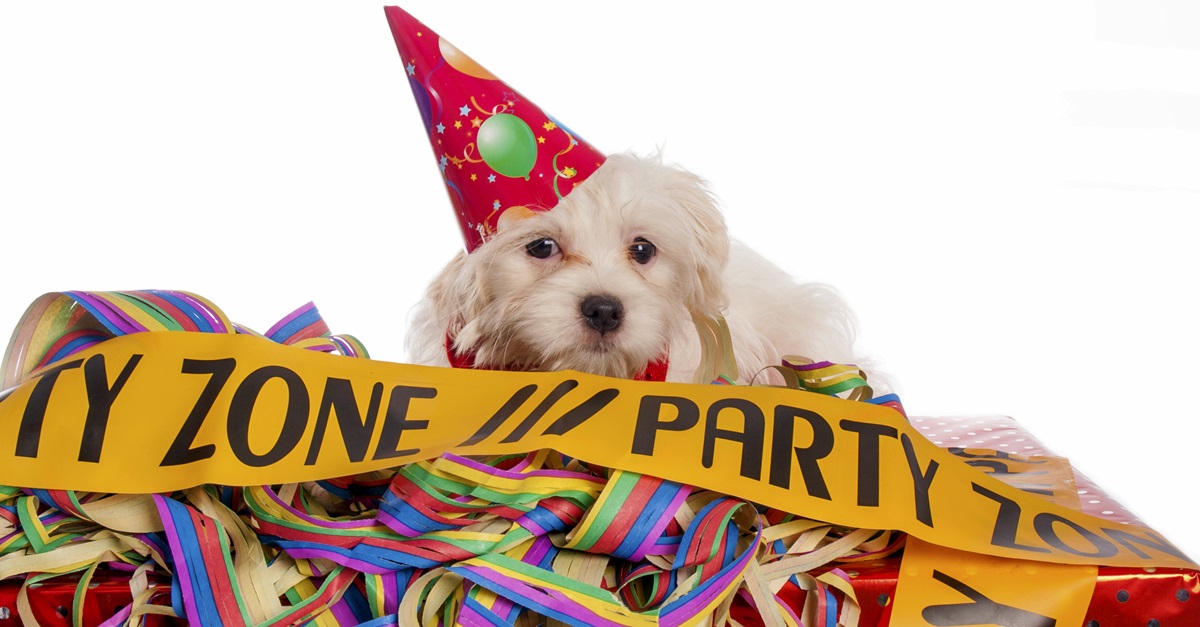 Dogs_puppy party